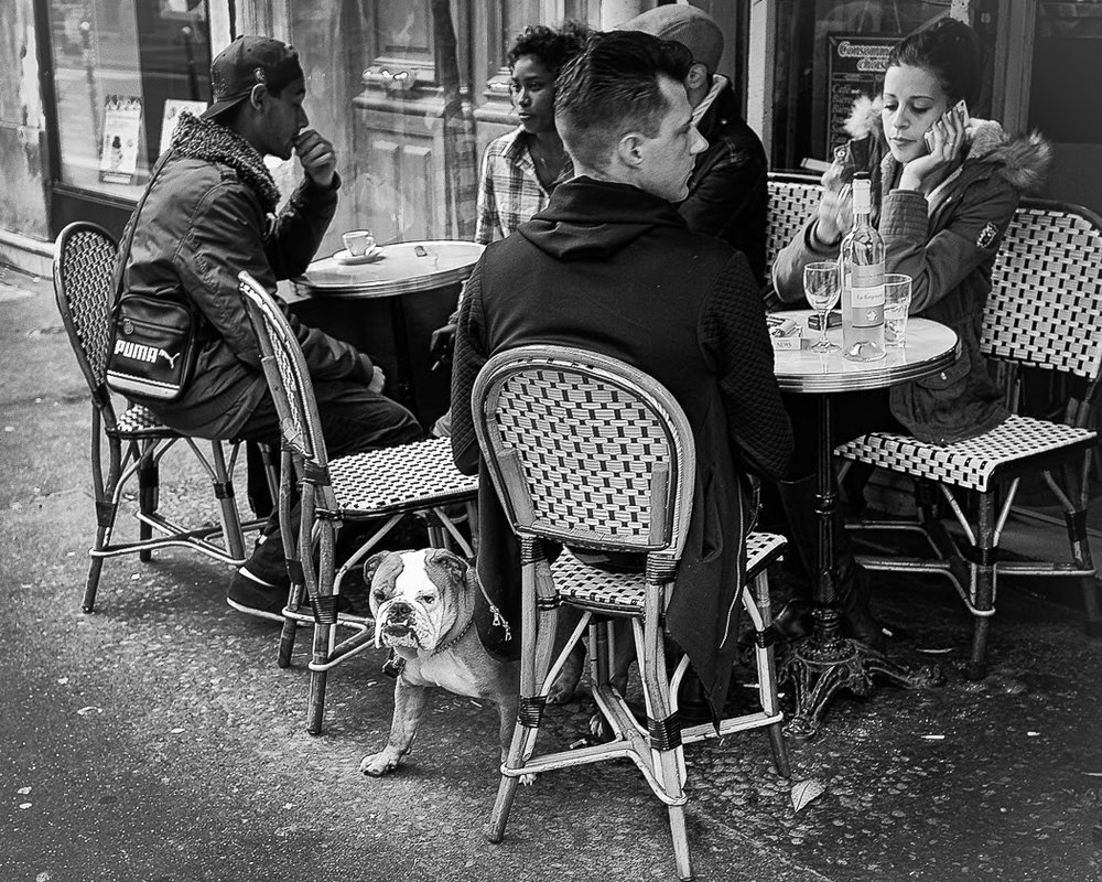 2016: Chiens de Paris, another superb insight from John Shingleton